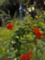 Mexican Flame Vine