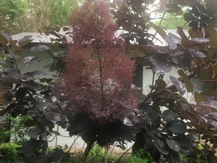 Smoke Tree bloom