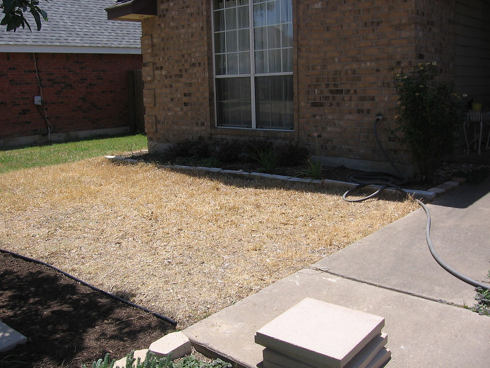 First step: kill the grass. There are several ways to do it like covering with cardboard, black plastic, etc. but I wanted faster results. I gave away the St Augustine and used a grass killer on the Bermuda. After about two weeks, I dug most of the dead grass up, which was probably not necessary. I wanted to make sure it wouldn't come up although now I know it probably wouldn't have with weed block and 4 inches of granite. Weeds grow in the top layer, they don't come up from the ground if they get no sunlight.