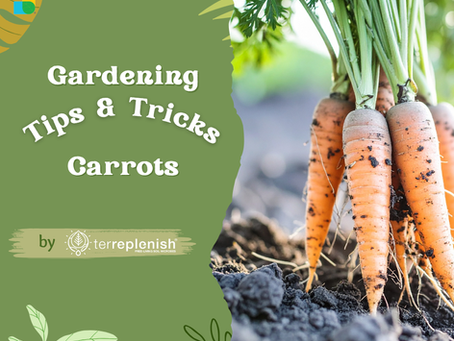 Grow Carrots with Terreplenish Organic Soil Treatment: A Practical Guide