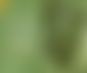 How to Grow Armenian Cucumbers in the Southwest (and Other Warm Climates)