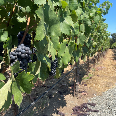 Beautiful Grape Vines