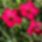 flax4.jpeg