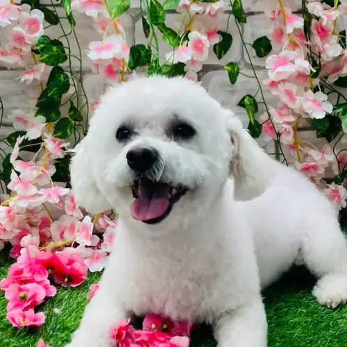 Dog Grooming essex NJ (2).webp