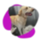 Dog Grooming Madison Wi (12).webp