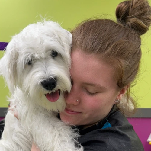 Dog grooming Madison (13).webp