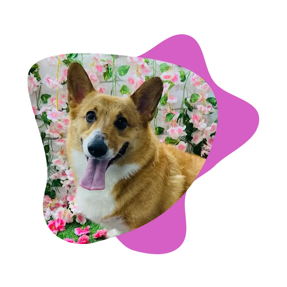 Essex County Dog Grooming.webp