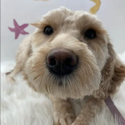 Dog Grooming essex NJ (4).webp