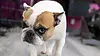 Serenity Pet Spa Madison (1).webp