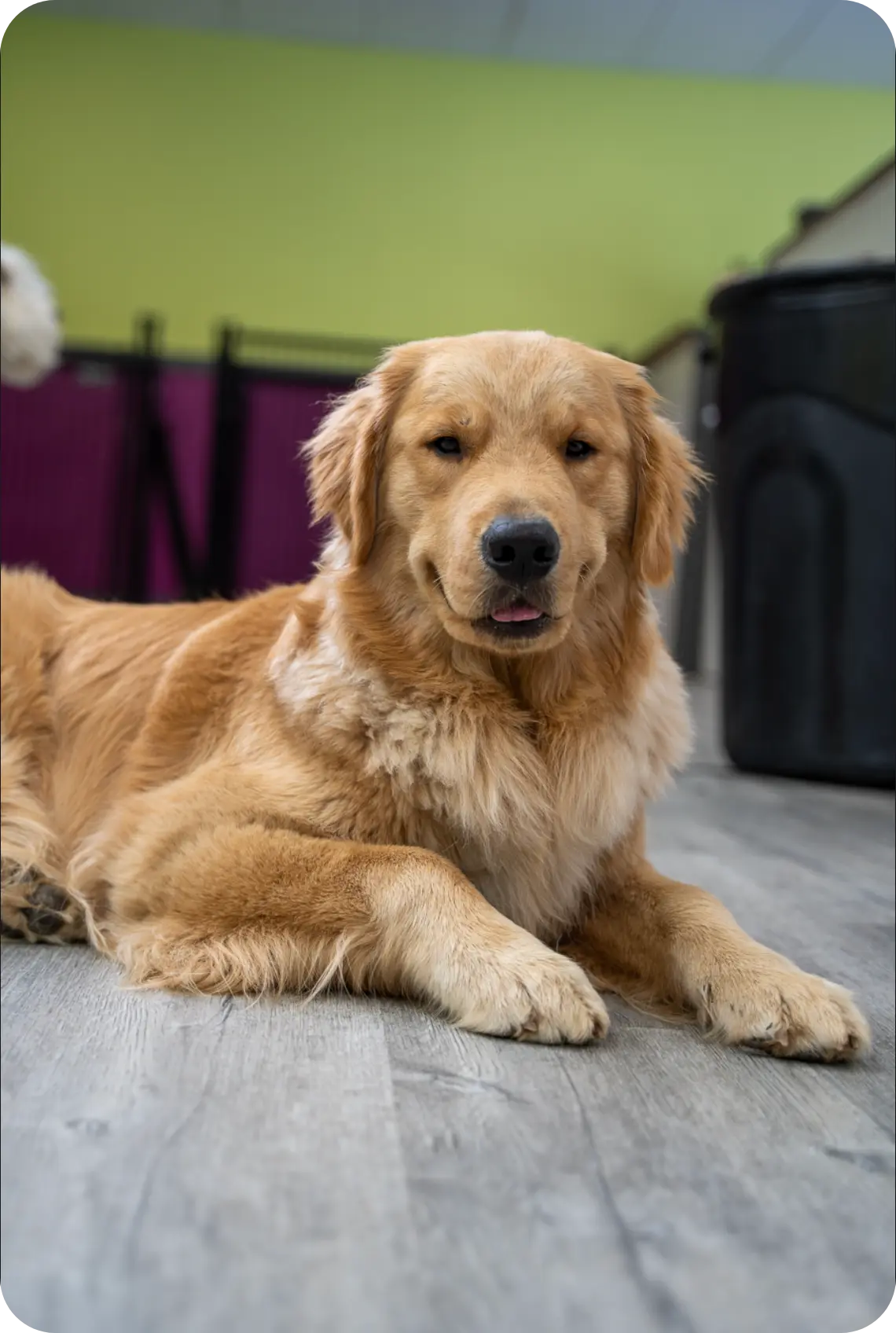 Madison Dog groomers.webp