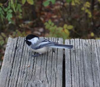 A chickadee spotted during forest bathing in edmonton
