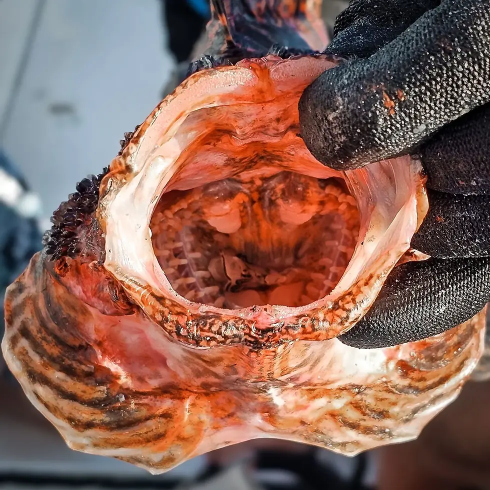 Close-up of a lionfish caught by the Instigator crew during an exciting lionfish spearfishing trip.