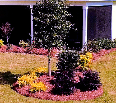 Live oak and new garden beds in Margaritaville in Hardeeville SC
