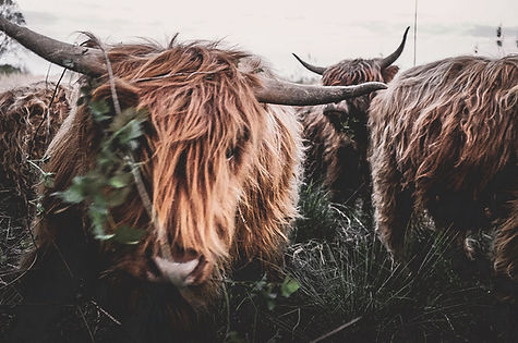 Hightlander Kühe im closeup