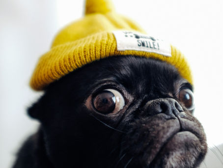 Confused dog staring at laptop, representing website frustration