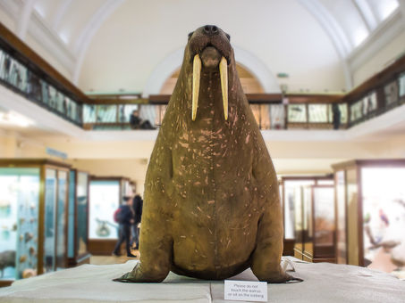 The Horniman Museum