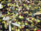 Le nostre olive
