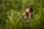 IMG_0756.jpeg