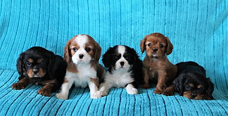 Roo and Jaspers babies March 2021 (taken in).jpg