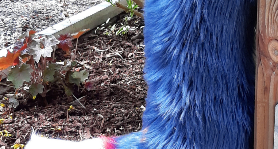 tsuki tail_edited.jpg