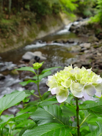 千歳川（万葉公園）