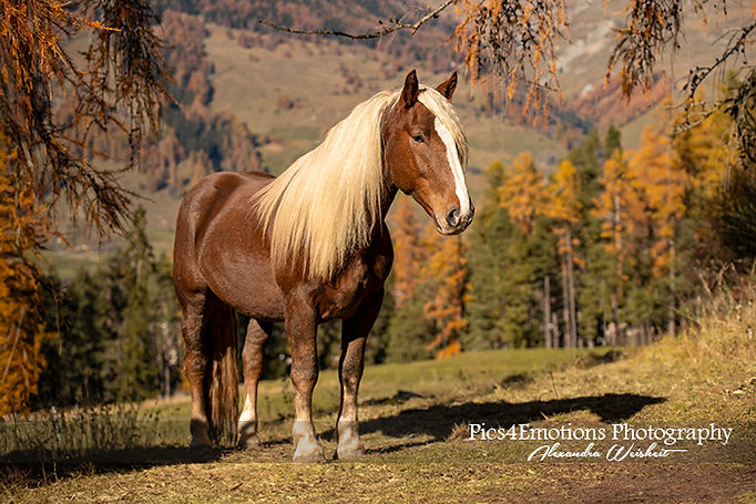 Noriker Kaltblut Hufpflege Luinge Engadin Prättigau