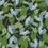 Thumbnail: 'Hosta' - fabric