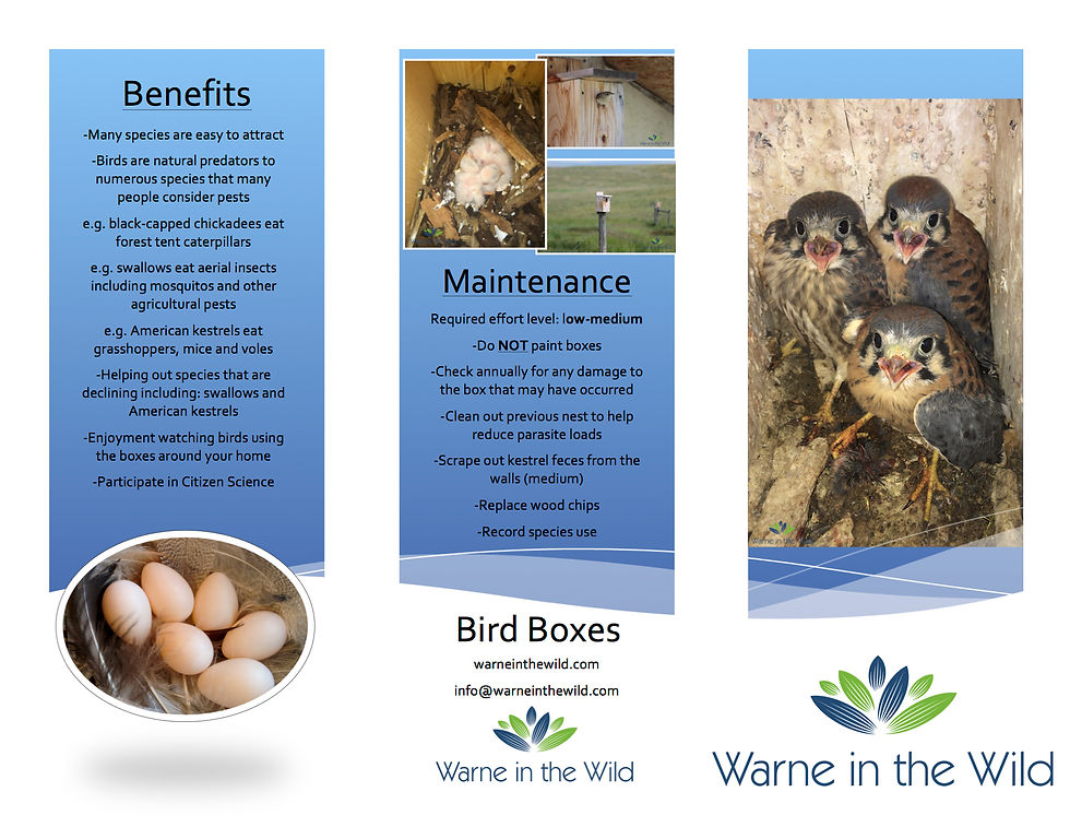 Bird Boxes