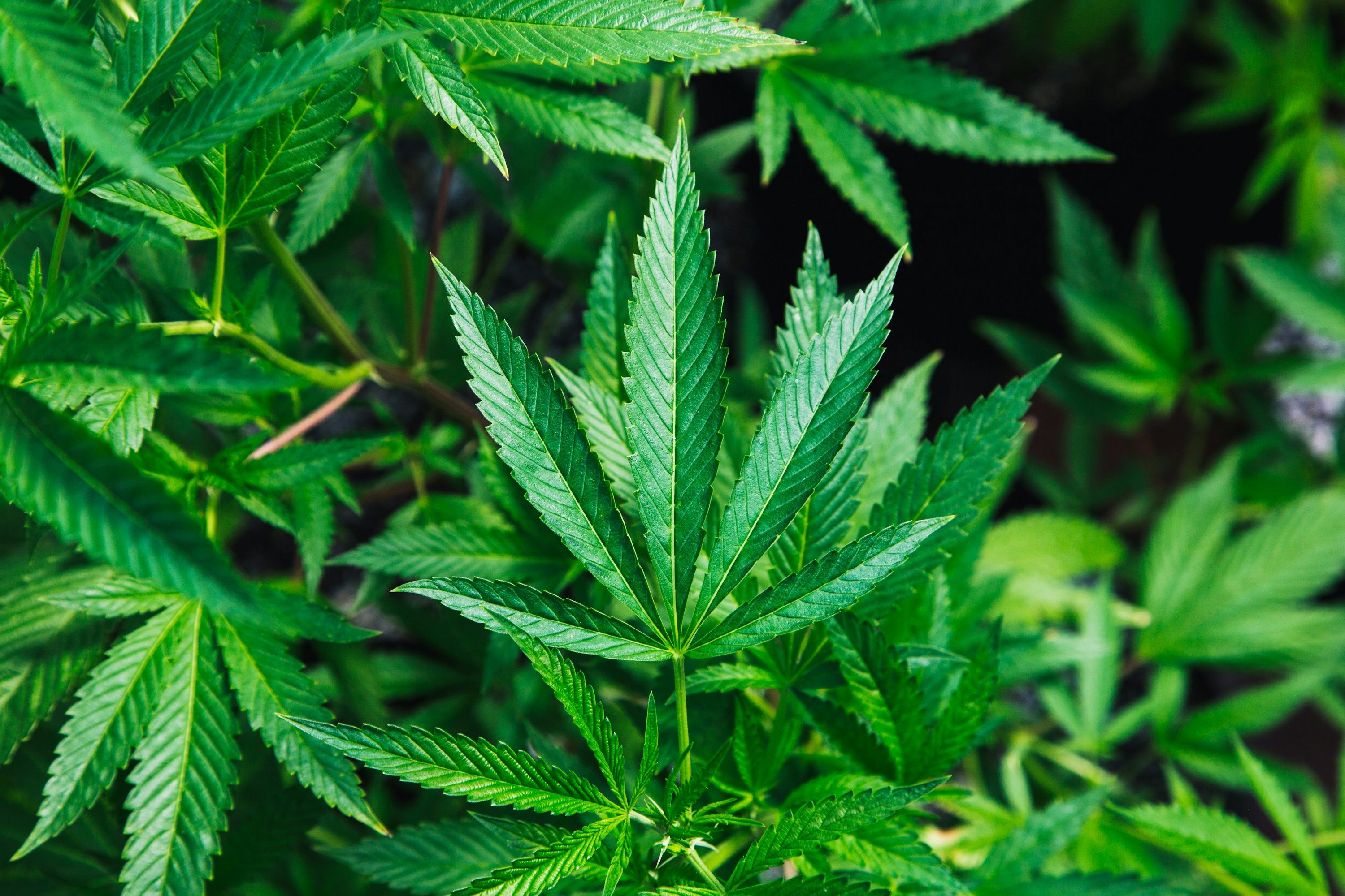 Hemp