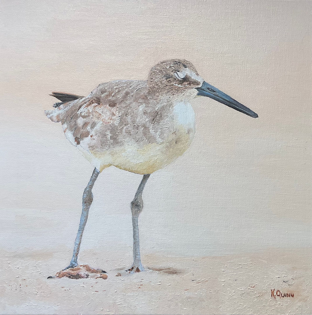 Willet Sandpipers