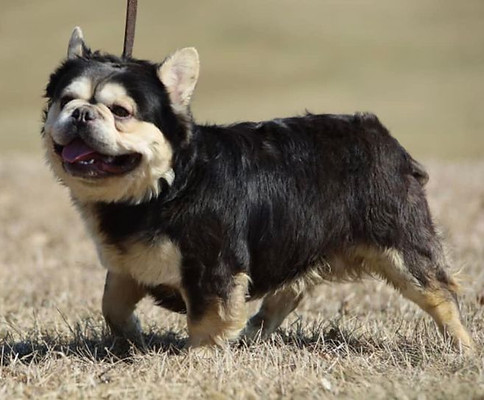fluffy french bulldog ohio