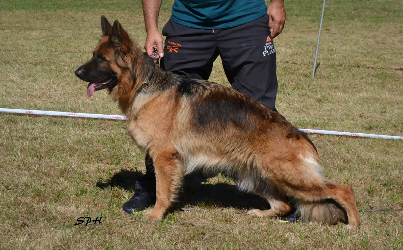 Elevage Von Mae Loba Berger Allemand En Ile De France