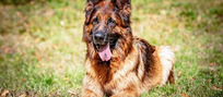 Des chiots nés le 4 janvier 2021