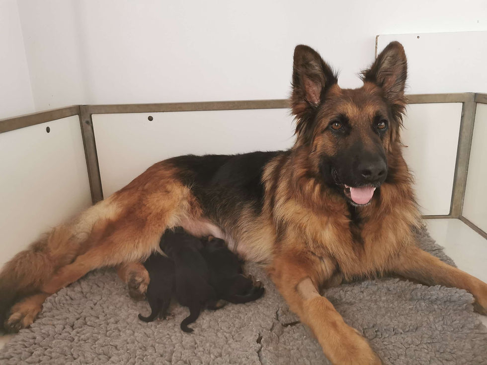 Nos chiots VON MAE LOBA 2023