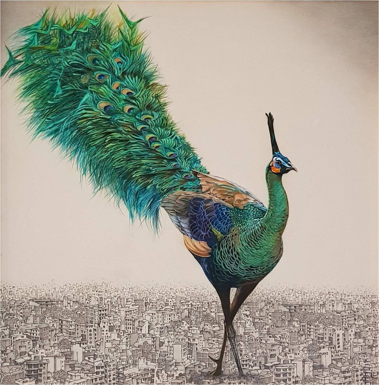 Magnificent Peacock
