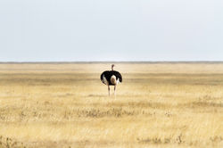 Tanzania