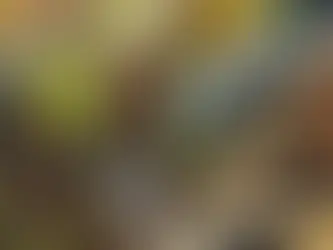 Quoi prendre pour créer un potager