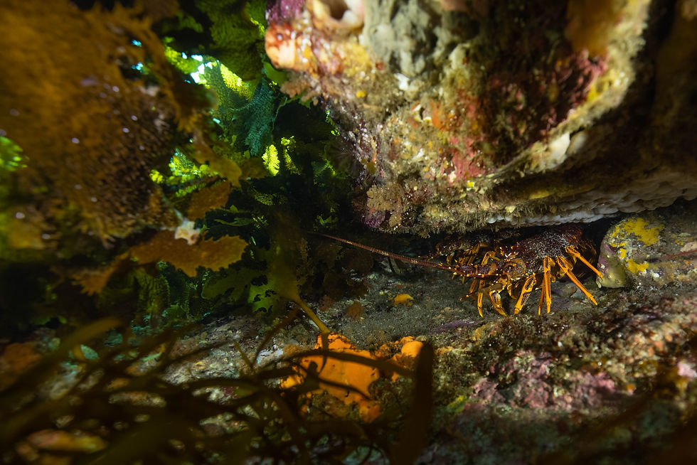 Stefan Andrews Ocean Imaging Southern Rock Lobster.jpg