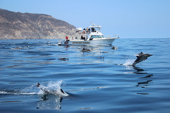 Dolphins near Catalina Island