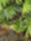 IMG_0308.jpeg