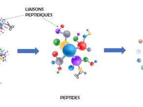 Historia de las enzimas - Proceso enzimático