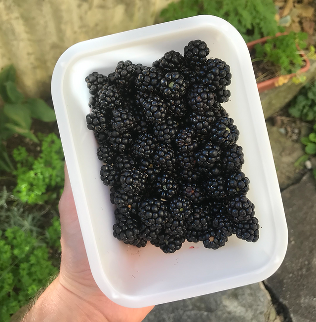 Brombeeren