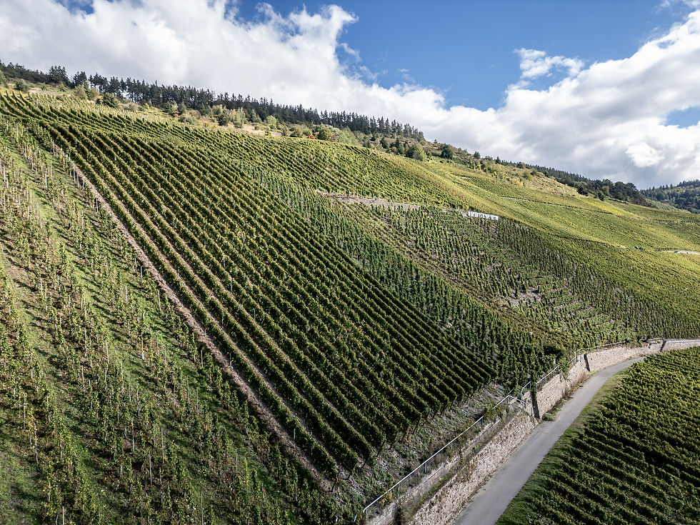 24_WEINGUT_LORENZ_10052024_Lagen_DJI_015