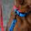 Thumbnail: Collar PINK-BLUE