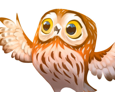 Little owl