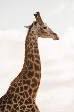 Africa-Vitadei.jpg