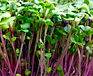 Red Arrow Radish microgreen