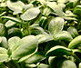 Sunflower microgreen