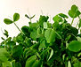 Organic Pea microgreen