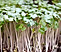Blue Scotch Kale microgreen